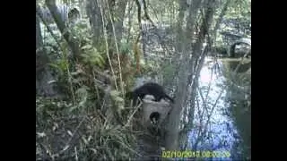 Mink trapping fangst