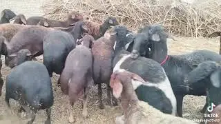 شيخ العرب احمد الصباحي 