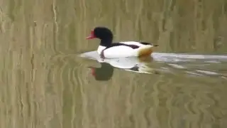 Bergeend - Common shelduck - Tadorne de Belon - Tadorna tadorna