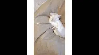 omg so cute kitten mood😸😅  #shorts #pets #cats #funnypets #lovecats #kitten #mood