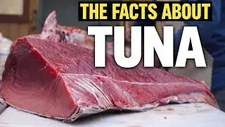 Bluefin Tuna Facts You Won&rsquo;t Believe!