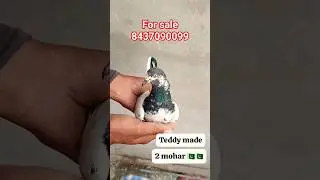 Teddy kabootar #short #video