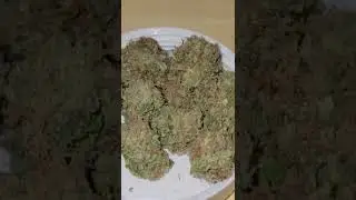 Pinez #16 cultivated by 710 LABS