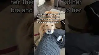 Not all heros wear capes 🦸&zwj;♂️ #servicedoglife #golden #voiceover #servicedog #siri #goldenretriever