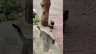 LittleKitty🐈#lol #viralvideo #funny #cat #shortvideo #trending #amazing #cute #video #animals #trend