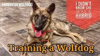 Training a Wolfdog | I didn't know she was a Hybrid | MissytheWolfdog