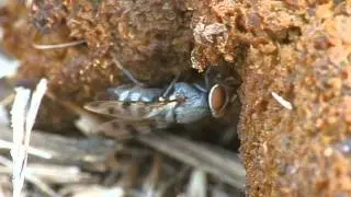 Ulidiidae