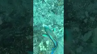 Dive Bombing a Small Blue Uhu for Dinner on the Big Island of Hawaii