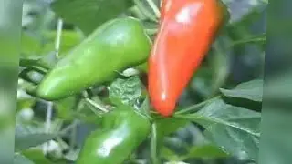 Unboxing Nelesa Gardening Hot Chili Seeds -Vegetable Bullet Chilli Seeds- 100 Seeds #pimbo