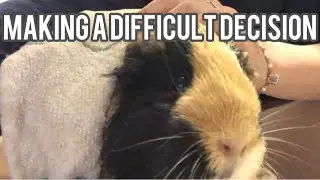 Guinea Pig Vlog | Making a Difficult Decision & Cage Changes