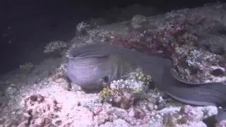 Maldives Aggressor