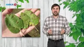 Болезни на растениях осенью - это плохо?