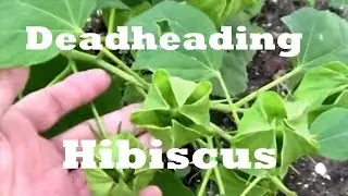 Deadheading Hardy Hibiscus For More Flowers.