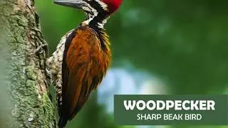 Teach Birds  I  Play School Teacher Presentation Kit  I  Birds Theme for Preschool Children