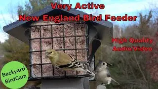 BUSY NEW ENGLAND BIRD FEEDER