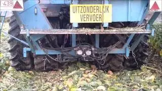 Oogsten van spruitkool