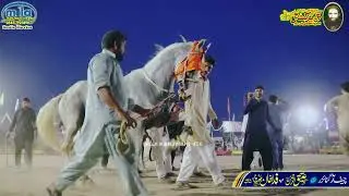 New Horse Dance | Best Horse Dance | wah ghora wah | Only Horse Dance|Part 16