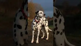 cute vs danger 👿 pet's #watch till the end 🤩#subscribe #animals