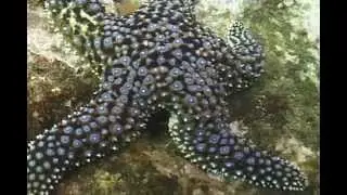 Giant Spined Star - La Jolla