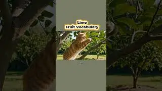 Lime &ndash; Fruit Vocabulary