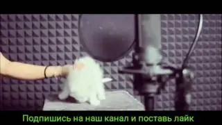 Наш любимый K-POP и C-POP[Рысь и Кошка]