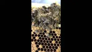 Bee hatching from brood comb