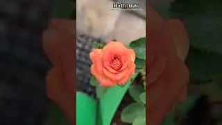 Rosy Garden Magic: A Tour of Our Beautiful Blooms