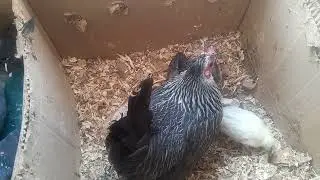 Ep 12   🐤 🐤 🐤 de mes y 1q días así va su evolución con su abuela tambo 