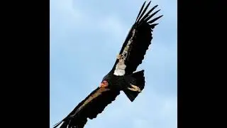 EL CÓNDOR PASA. (MELODÍA) EN: PESEBRE EN RADIO NACIONAL DEL PARAGUAY, CON JUAN ANTONIO ROJAS,.