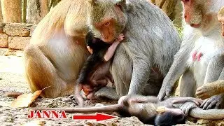 Poor baby monkey Janna very tired I Janna sleep infort of mom Jane