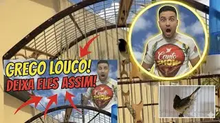  COLEIRO GREGO DEIXOU ELES LOUCOS! 😱 Meus coleiros ficaram muito bravos!