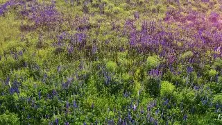 Purple Lupine In Bloom At Sunrise Stock Video