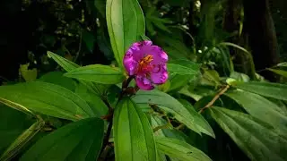 Cinematic bunga hutan | video cinematic | alam cinematic