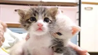 Котёнок заплакал, когда почувствовал запах молока [Котенок, кот под охраной]