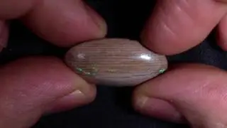 Virgin Valley Opal Wood