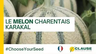 Le melon charentais KARAKAL : pr&eacute;cocit&eacute; et pr&eacute;sentation ! - #ChooseYourSeed | HM.CLAUSE
