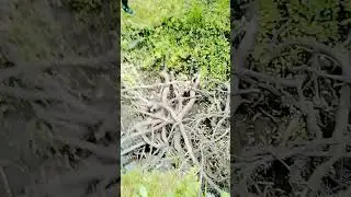 mangrove roots in real life?!?!?!?!