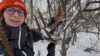 Finding Deer Sheds