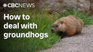 Groundhog numbers are rising in Quebec &ndash; but leave them alone, say experts