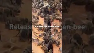 Release the Queen (queen cage)