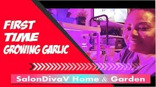 Growing Garlic from store-bought garlic | First time growing garlic || SalonDivaV Home & Garden 2022