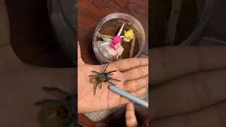Tarantula 🕷️ kosam kotha enclosure 😨#ytshorts #viralshorts #shortfeed #trendingshorts #pets