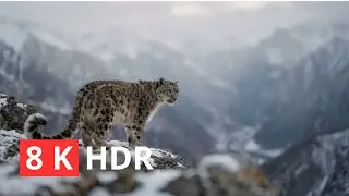 Wildlife Animals | Life of Wild Animals in Nature Documentary