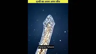 Astounding Planaria Regeneration: The Natural Miracle Revealed