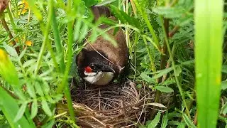 Beautiful Nest Building by Red Whiskered bulbul | birds in nest