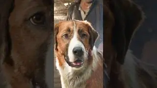 The Call of the Wild (2020) | My Solo Journey with My Dog #movie #tvshow