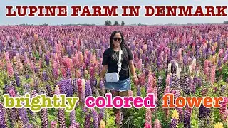 THE TWO HECTARE OF LUPINE FARM IN LOLLAND FALSTER, DENMARK | 18 DIFFERENT COLORS