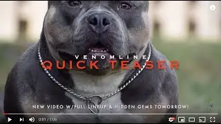 EXTREME POCKET BULLY KENNEL |  VENOMLINE | QUICK TEASER