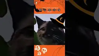 Chichi photo compilation ( Halloween edition)