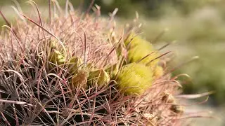 Super Bloom in America's Southwest